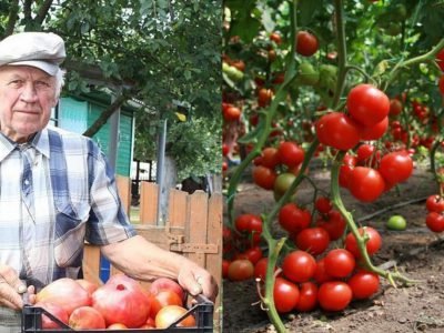 Подкормка рассады томатов