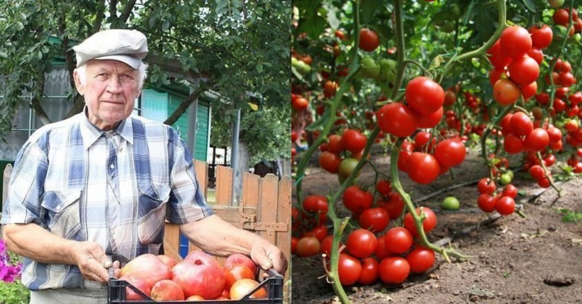 Подкормка рассады томатов дрожжами в домашних условиях простой рецепт пошаговый с фото