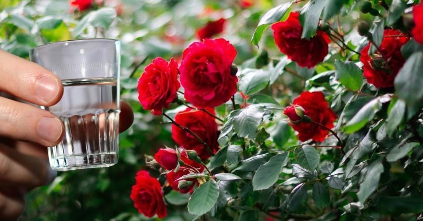 подкормка роз водкой