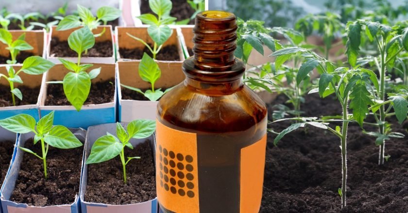 использование йода в огороде