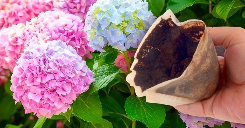 подкормки для гортензии