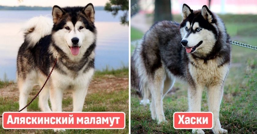 похожие породы собак