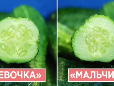 Как определить пол огурца