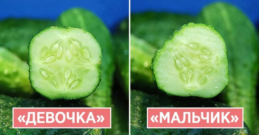 определить пол огурца