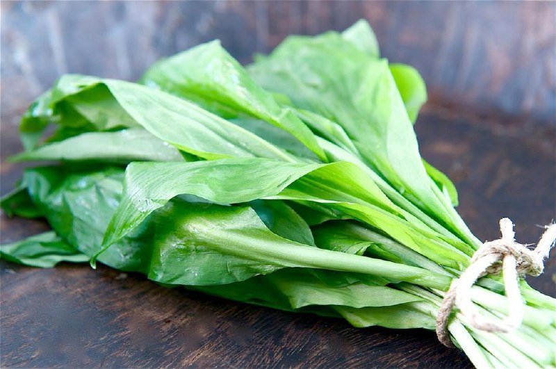 Полезные свойства черемши