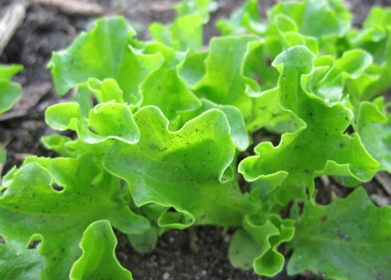 полезные свойства листового салата