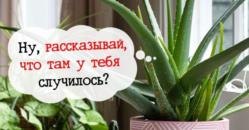 Полезные домашние растения для борьбы со стрессом
