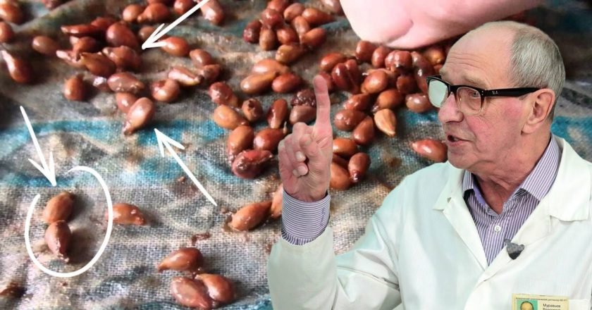 свойства косточек и семян