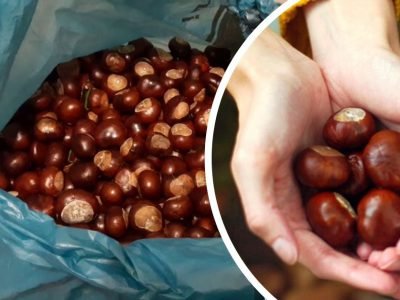 Волосы, суставы, кожа: полезные свойства каштана