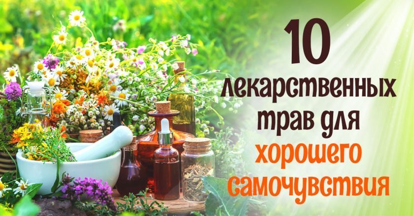 список лекарственных растений