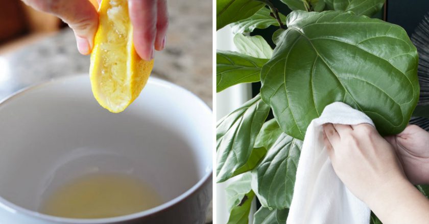 Полировка листьев