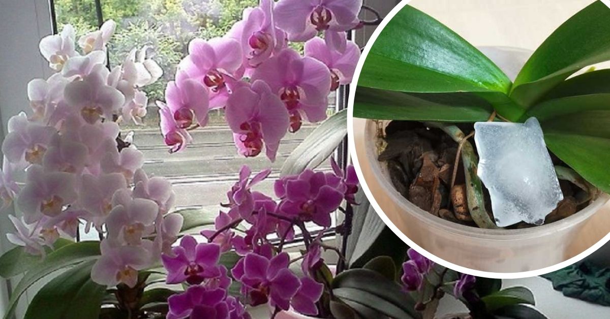 Полив орхидей в домашних условиях весной. Полив орхидеи. Орхидея во льду. Режим полива орхидеи. Орхидея шапочное цветение.