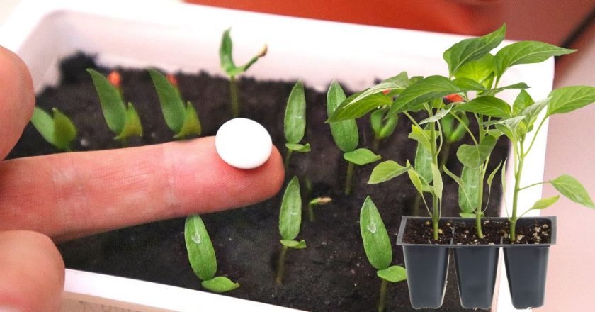 аспирин для рассады