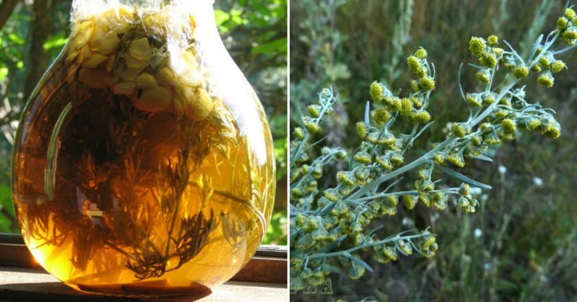 Полынное вино thumb