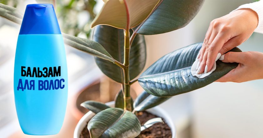 Польза бальзама для волос для комнатных растений