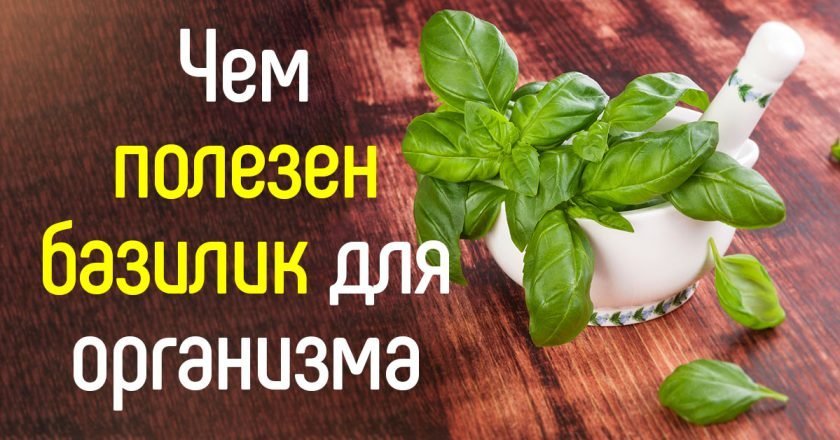польза базилика для организма