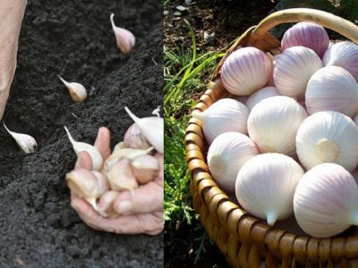 Beneficiile usturoiului pentru organism