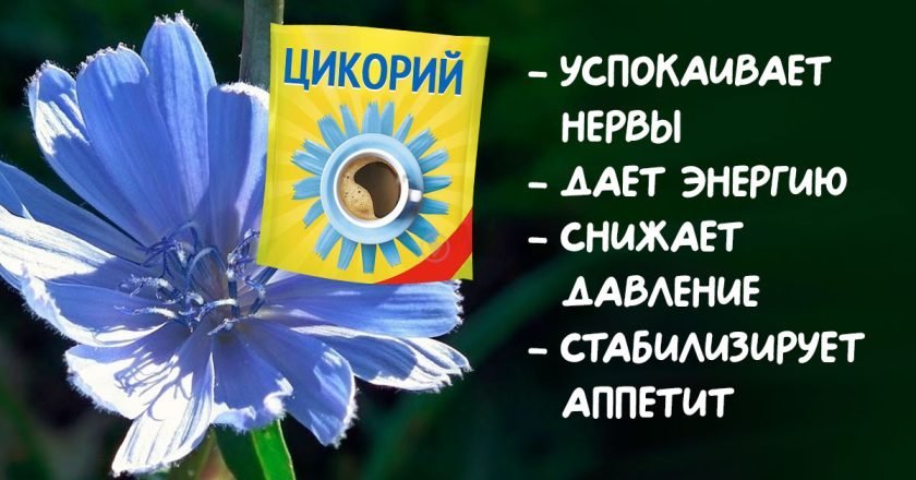 В чём заключается польза цикория для организма