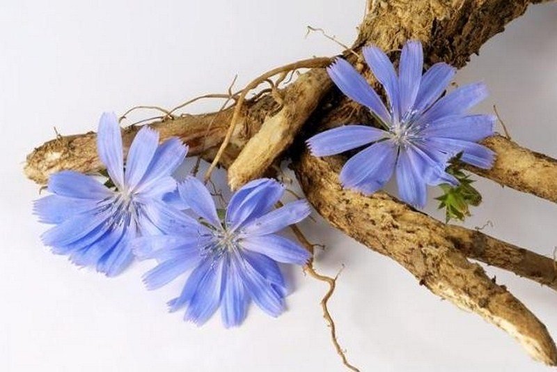 цикорий для желудка