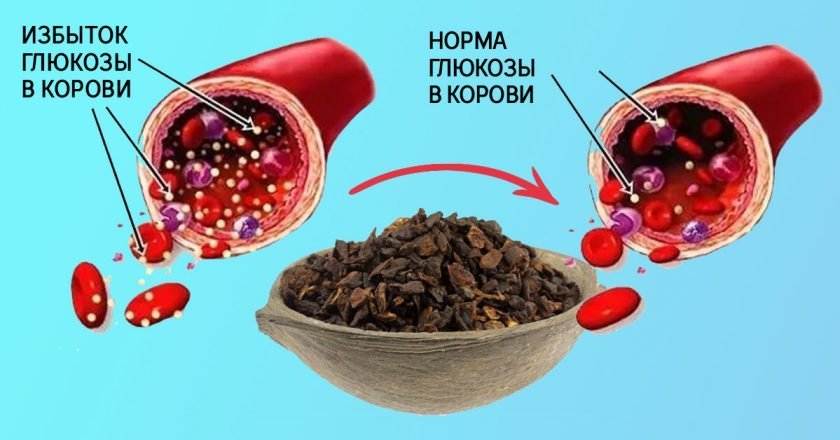 польза цикория для здоровья