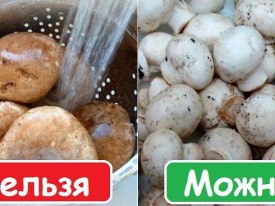 Польза грибов