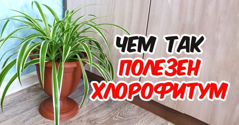 польза хлорофитума