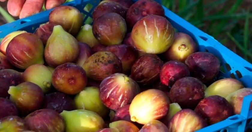 полезные свойства инжира