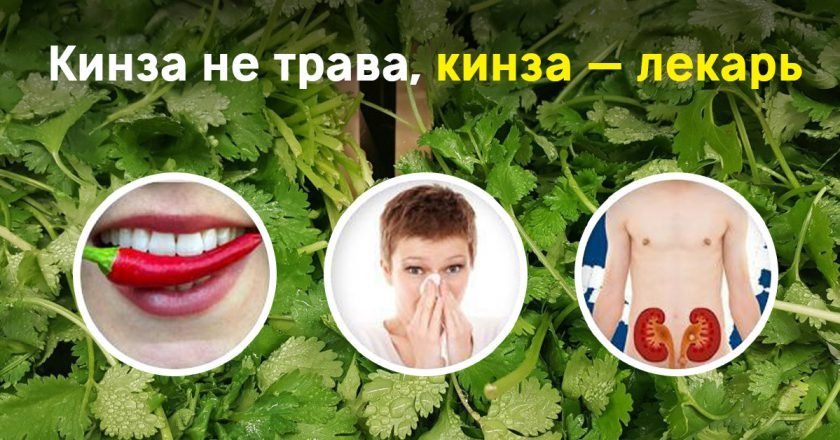 Польза кинзы польза кинзы