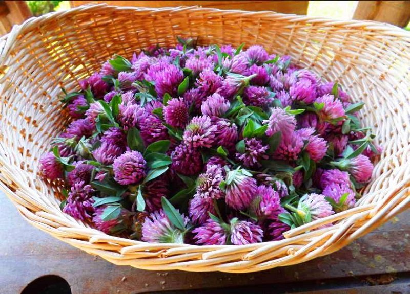 польза клевера