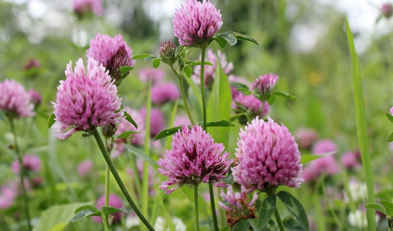 лекарственные травы