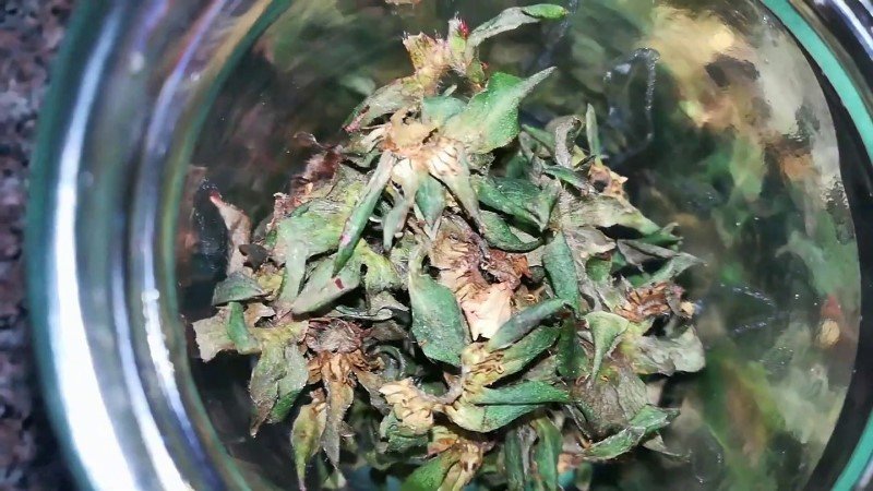 вся польза клубники