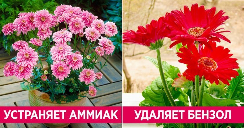 Какую пользу приносят комнатные растения