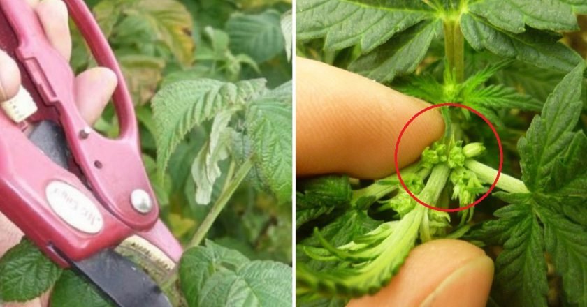 польза листьев малины