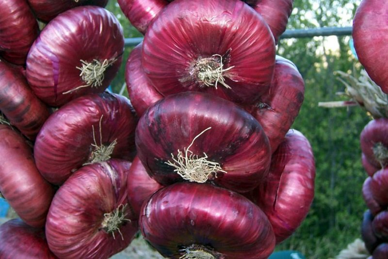 польза красного лука