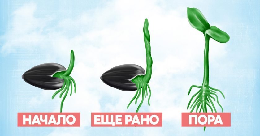 польза пророщенных семян