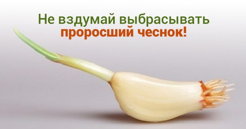 польза проросшего чеснока