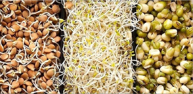 Польза проросших зерен