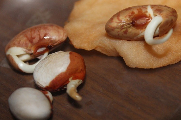 Польза проросших зерен