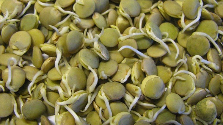 Польза проросших зерен