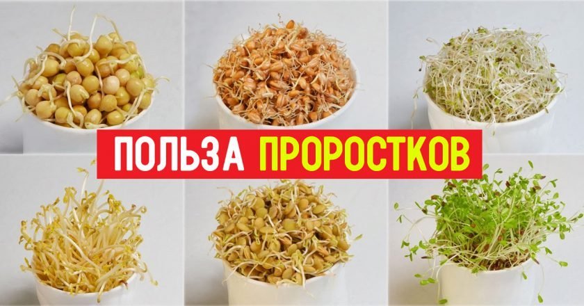 Польза проросших зерен