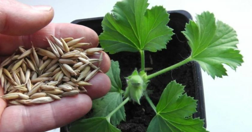 как прорастить пшеницу