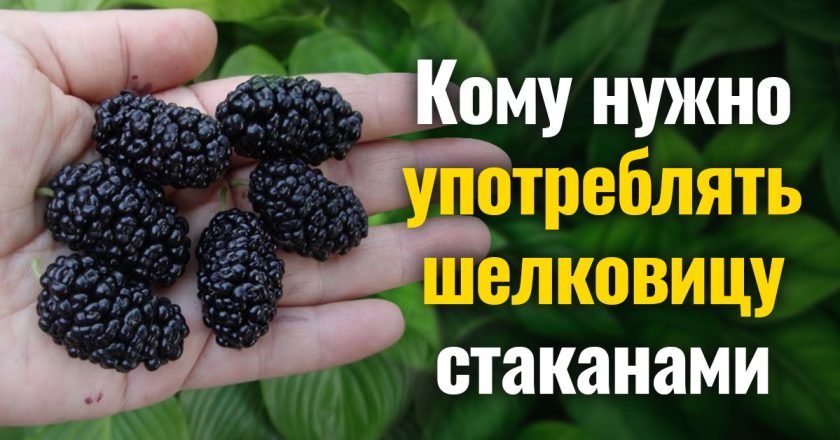 польза шелковицы