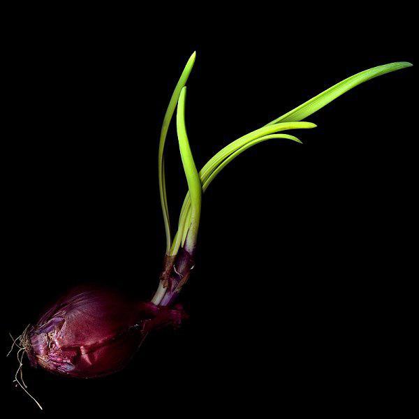 синий лук польза и вред