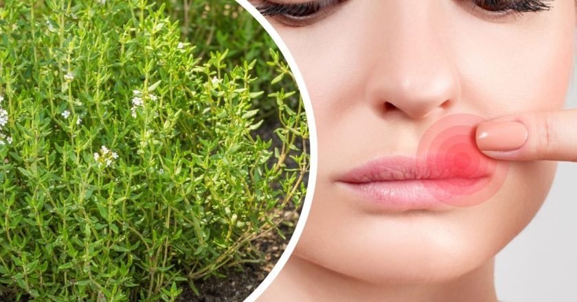 польза тимьяна для организма