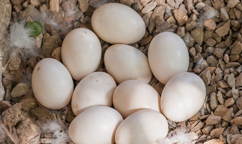 гусиные яйца