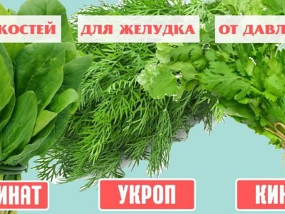 Польза зелени: гид по самым популярным травам