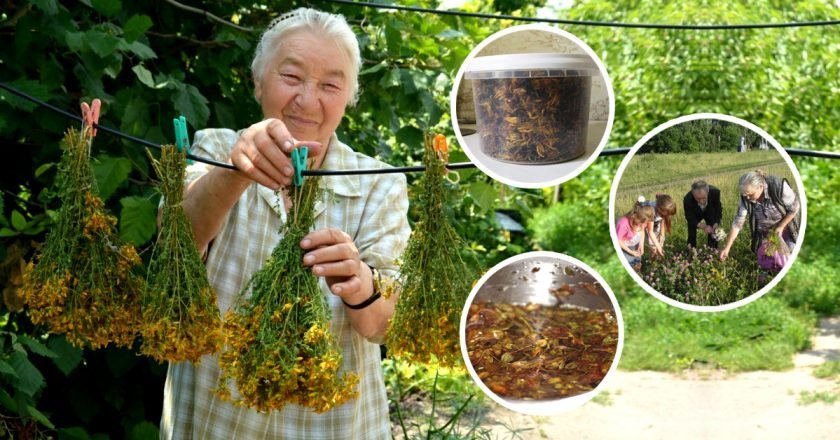 польза зверобоя