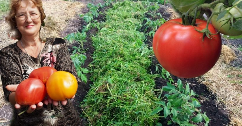 Зачем выращивать помидоры в траншее