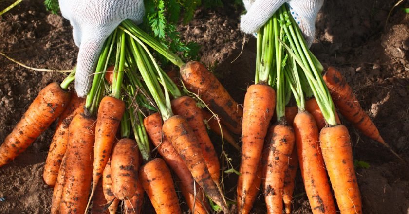 как вырастить крупную морковь