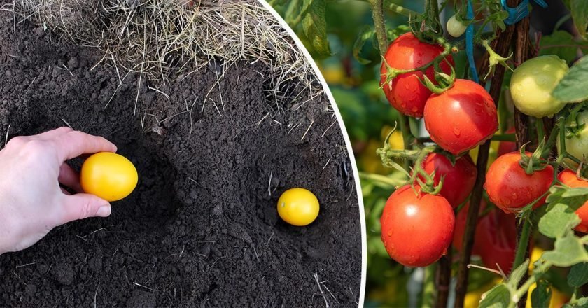 Посадка помидоров под зиму: все особенности посадка помидоров под зиму